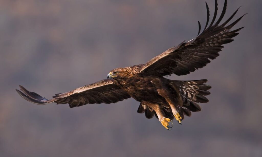 Case Study The Hancock Bird Comeback in Yellowstone