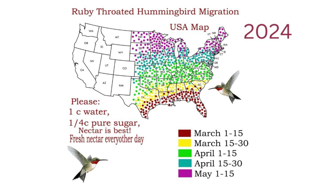 Hummingbird Migration Map 2024