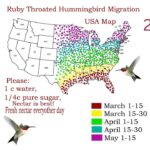 Hummingbird Migration Map 2024