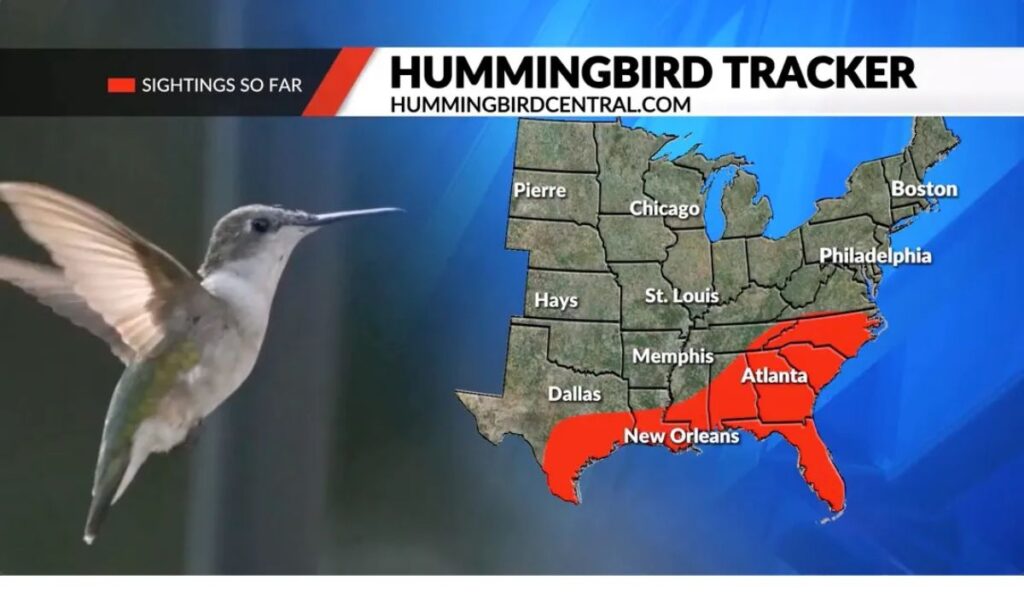 Hummingbird Migration Map 2024 Regional Insights