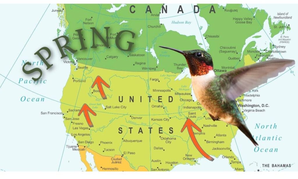 More on Spring Hummingbird Migration