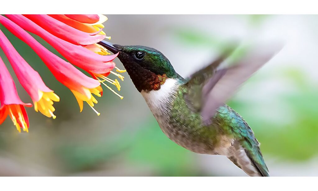 Ruby-throated Hummingbird Migration