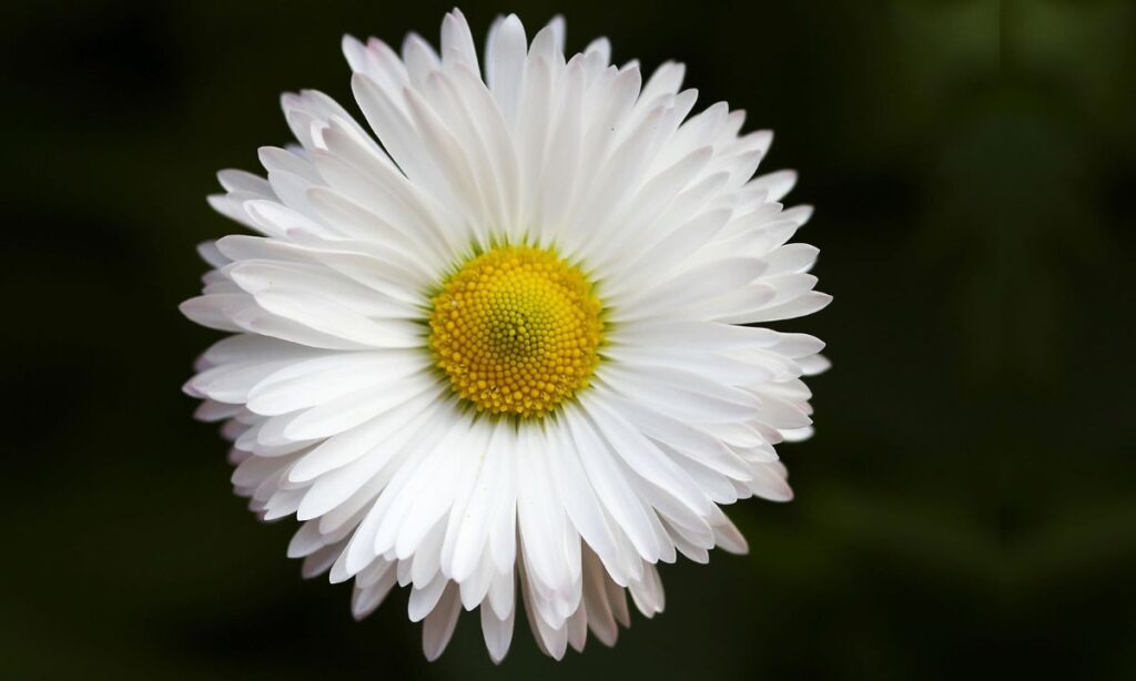 Daisies