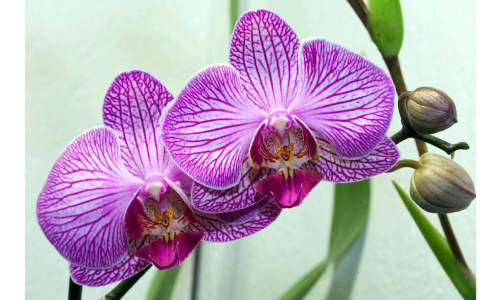 Orchids