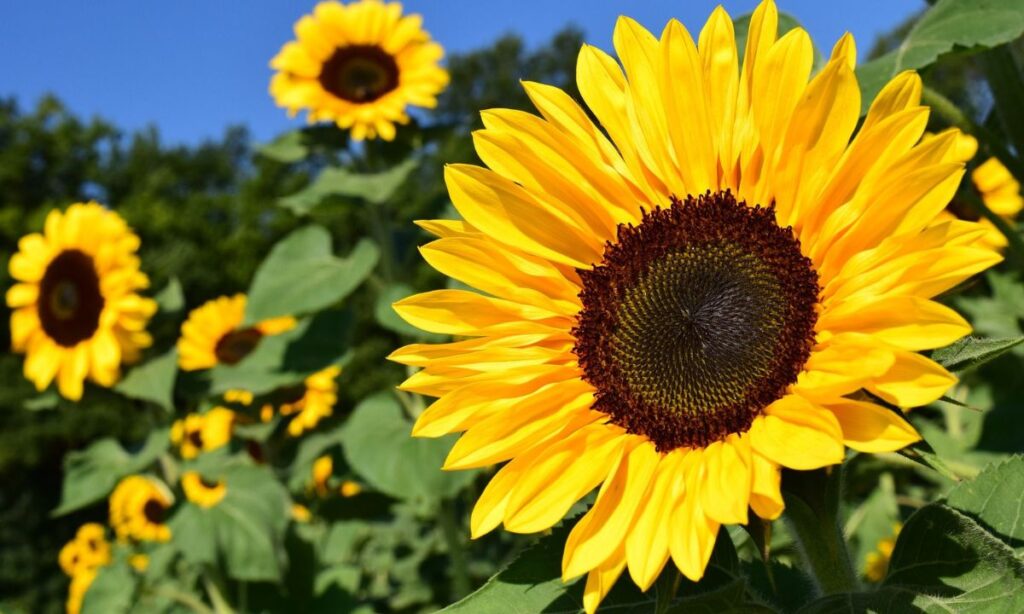 Sunflowers